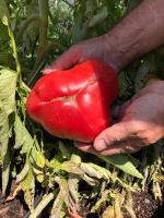 Pflanzen Tomaten,Paprika,Aubergine,Peperoni Habanero Hessen - Erlensee Vorschau