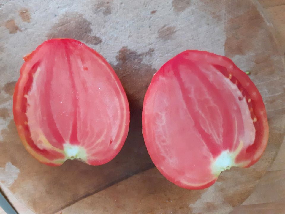 Tomatenpflanzen Raritäten, alte Sorte, samenfest, bio, in Halle