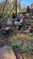 10 Bruteier Zwergwyandotten Zwerg Wyandotten Huhn Ei Eier Wurster Nordseeküste - Nordholz Vorschau