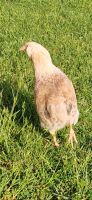 Junghennen Reinrassig Araucana Meyenburg - Gerdshagen Vorschau