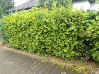 Thuja Hecke zum selbst ausbuddeln Niedersachsen - Rosche Vorschau