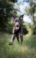 Hundefotografie Fotoshooting Fotografin Düren Aachen Heinsberg Nordrhein-Westfalen - Geilenkirchen Vorschau