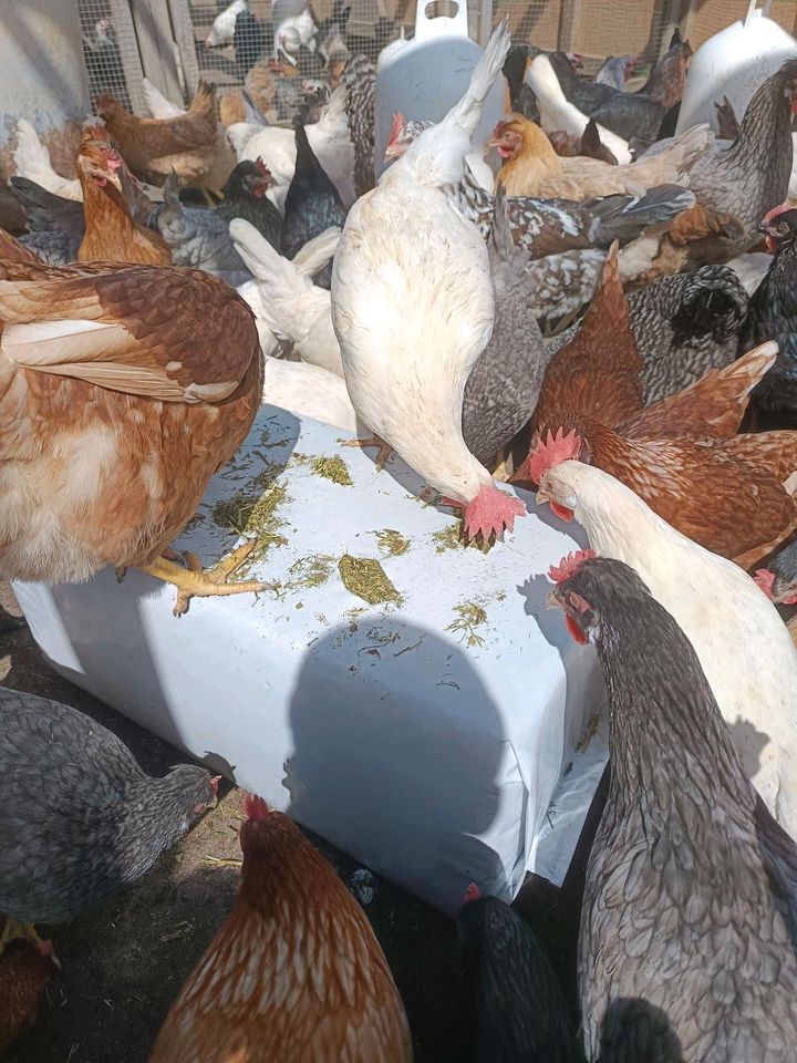 Luzerne Mix  Futter  für Pferde Kaninchen Meerschweinchen Hühner in Ellingen