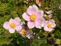 Herstanemonen rosa "September Charm" Bienenweide trockenresistent Bayern - Gottfrieding Vorschau