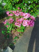 Rhododendron pink Bayern - Baldham Vorschau
