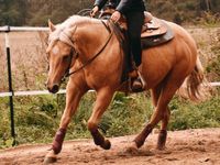 Quarter Horse Stute , reining , ranch riding Brandenburg - Neuhardenberg Vorschau