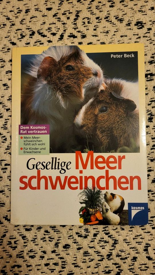 Gesellige Meerschweinchen in Berlin