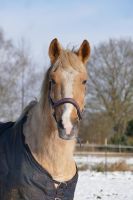 5 Jährige Ponystute sucht Traumzuhause Niedersachsen - Apen Vorschau