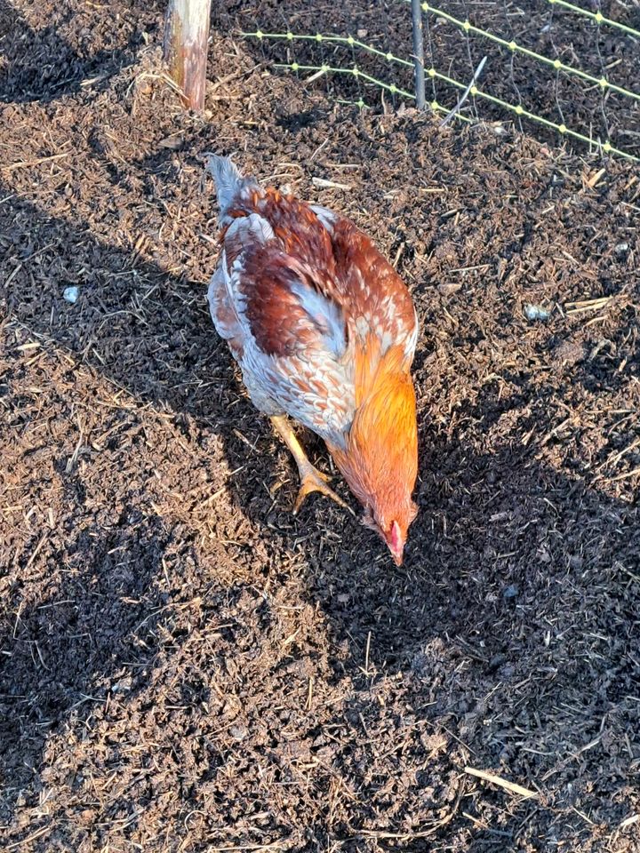 Hahn Grünleger Henne Huhn Hinkel Hohnastier in Thalfang