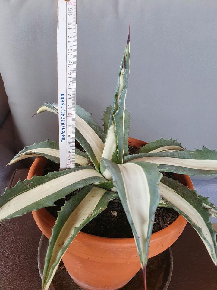 Agave mediopicta alba in Erbendorf