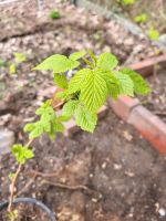 Goldene Himbeeren ableger Schleswig-Holstein - Sülfeld Vorschau