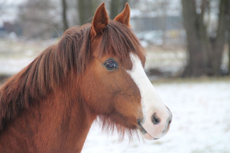 Pflegebeteiligung Pony mit evtl reitbeteiligung in Marburg