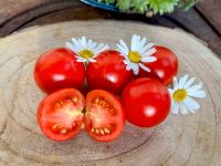 Saucey – Heirloom Buschtomate USA frühe Sorte robust rot TOP! Bayern - Waigolshausen Vorschau