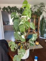 MONSTERA DELICIOUSA VARIEGATA Baden-Württemberg - Plochingen Vorschau