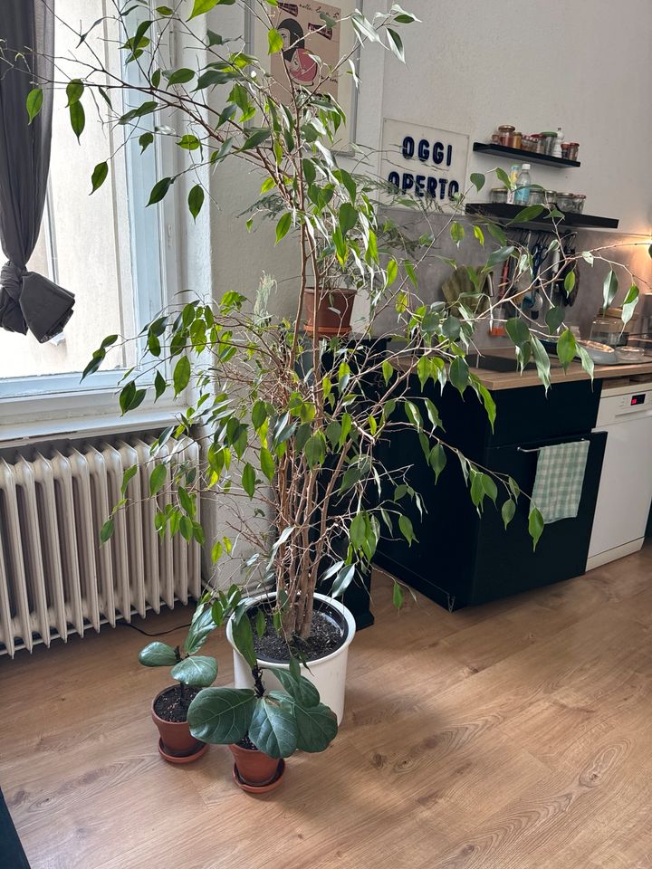 Ficus Benjamin - Pflanze, Zimmerpflanze in Berlin