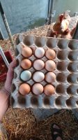 10 Frische Hühner Eier Bioeier Niedersachsen - Friesoythe Vorschau