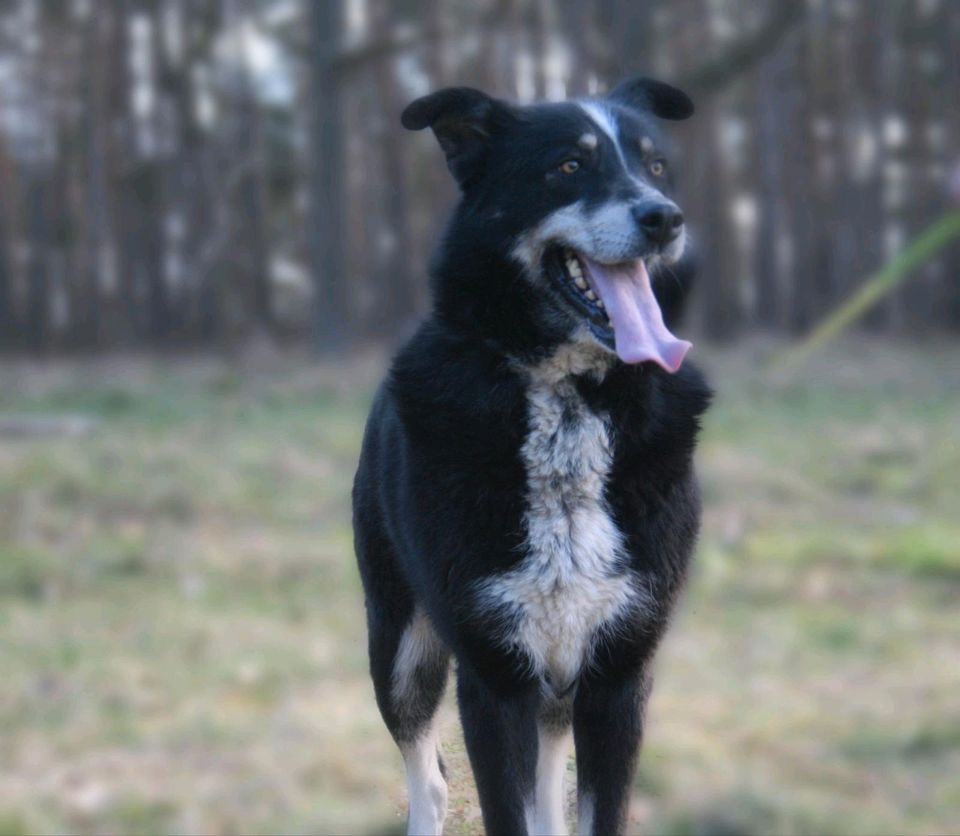 Siyah - sportliche Begleiterin! in Salzwedel