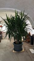 Yucca Palme Bayern - Deggendorf Vorschau