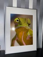 Wandbild Chamäleon Bild groß 50 x 70 cm Foto Tier grün Schleswig-Holstein - Börnsen Vorschau