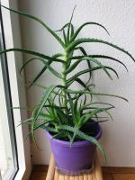 Aloe Vera Pflanze 60 cm 4 Jahre alt Frankfurt am Main - Westend Vorschau