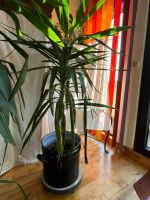 Yucca – Baum / Palme 150cm gerade gewachsen Hessen - Bad Vilbel Vorschau