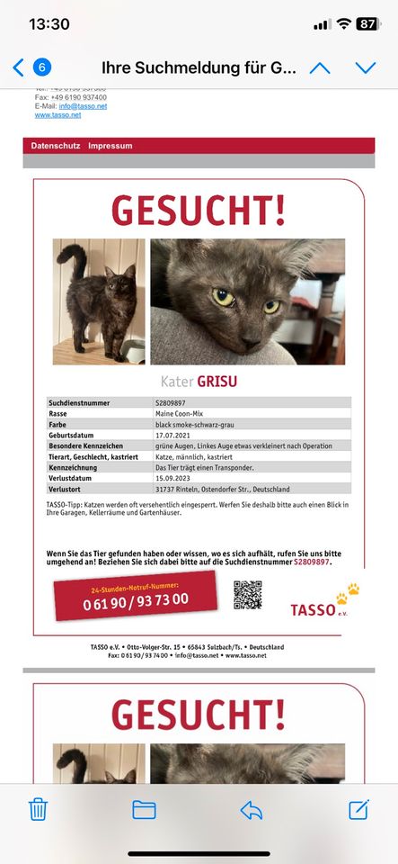 Kater Grisu vermisst in Rinteln OT Schaumburg in Rinteln