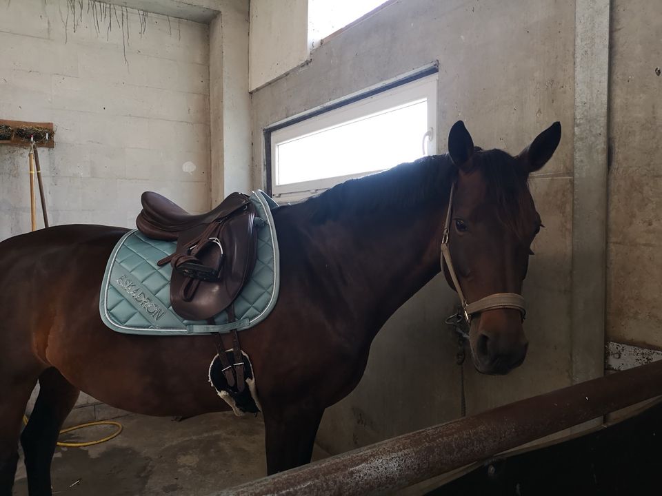 Stute reitbarer Beisteller in Kamen