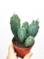 Myrtillocactus geometrizans Heidelbeerkaktus Kaktus Sachsen - Pulsnitz Vorschau