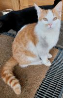Kater Katze Katzen rot weiss 1 Jahr alt lieb und zutraulich Bayern - Markt Rettenbach Vorschau
