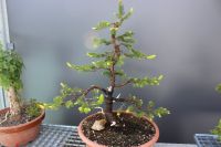 Bonsai Picea Jamadori Nordrhein-Westfalen - Schwerte Vorschau