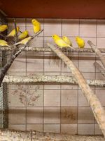 Kanarienvögel aus Hobbyzucht Baden-Württemberg - Adelmannsfelden Vorschau