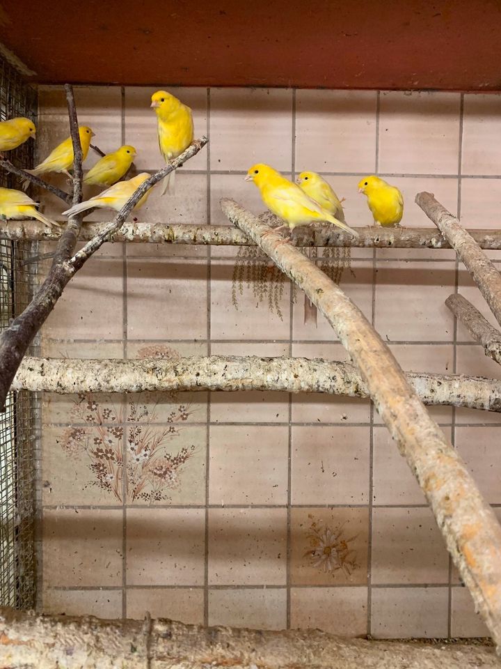 Kanarienvögel aus Hobbyzucht in Adelmannsfelden