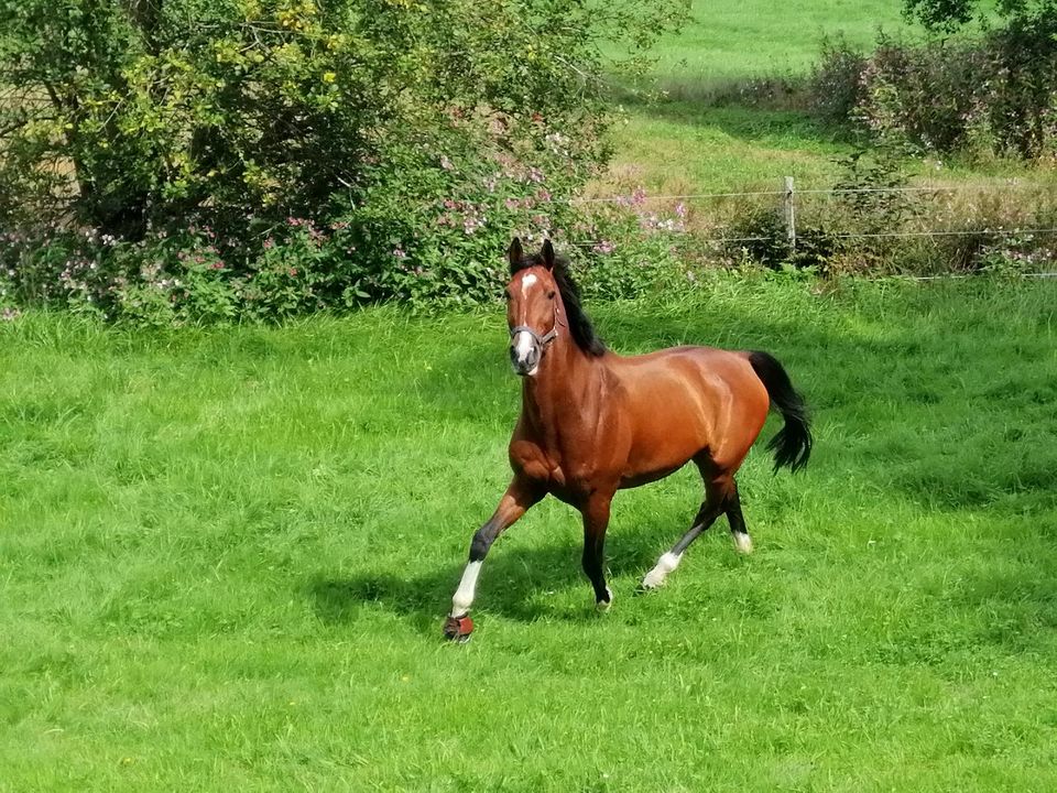 Gehobenes Freizeitpferd in Neukirchen