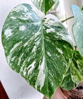 Monstera Variegata Leipzig - Leipzig, Zentrum Vorschau