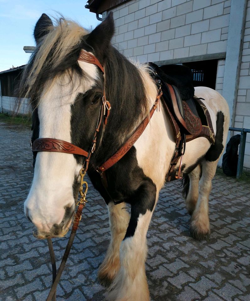 Reitbeteiligung/Pflegebeteiligung für Tinker & Friese # Gelände in Rödermark