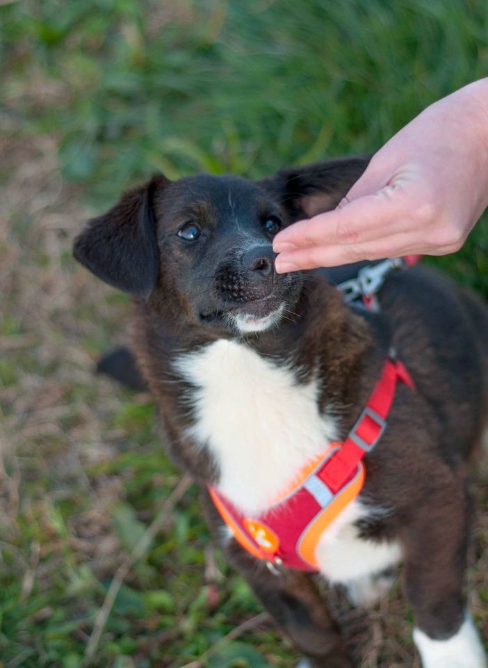 Tierschutz - junges Mädchen Bibi sucht ein Zuhause in Düsseldorf