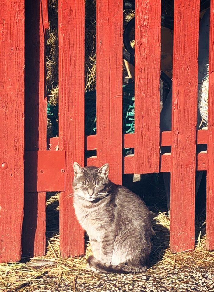 Katze vermisst, Salzkotten in Paderborn