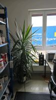 Yucca Palmen Zimmer Palme Büro Pflanze Terrasse Bayern - Wechingen Vorschau