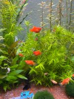 Zierfische Platy mix Korallenplaty Baden-Württemberg - Owingen Vorschau