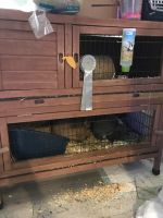 Kaninchen suchen ein zu Hause mit Zubehör Nordrhein-Westfalen - Lengerich Vorschau