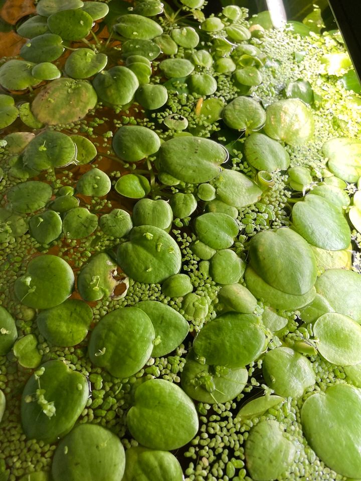 Schwimmpflanzen/Froschbiss /Aquarium/Fische in Stade