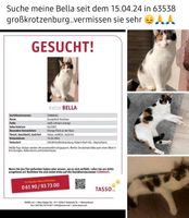 Katze wird Vermisst Hessen - Karben Vorschau