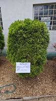 Lebensbaum ca. 20 Jahre alt Thuja Brabant Bäume 7 - 11 Nordrhein-Westfalen - Marl Vorschau