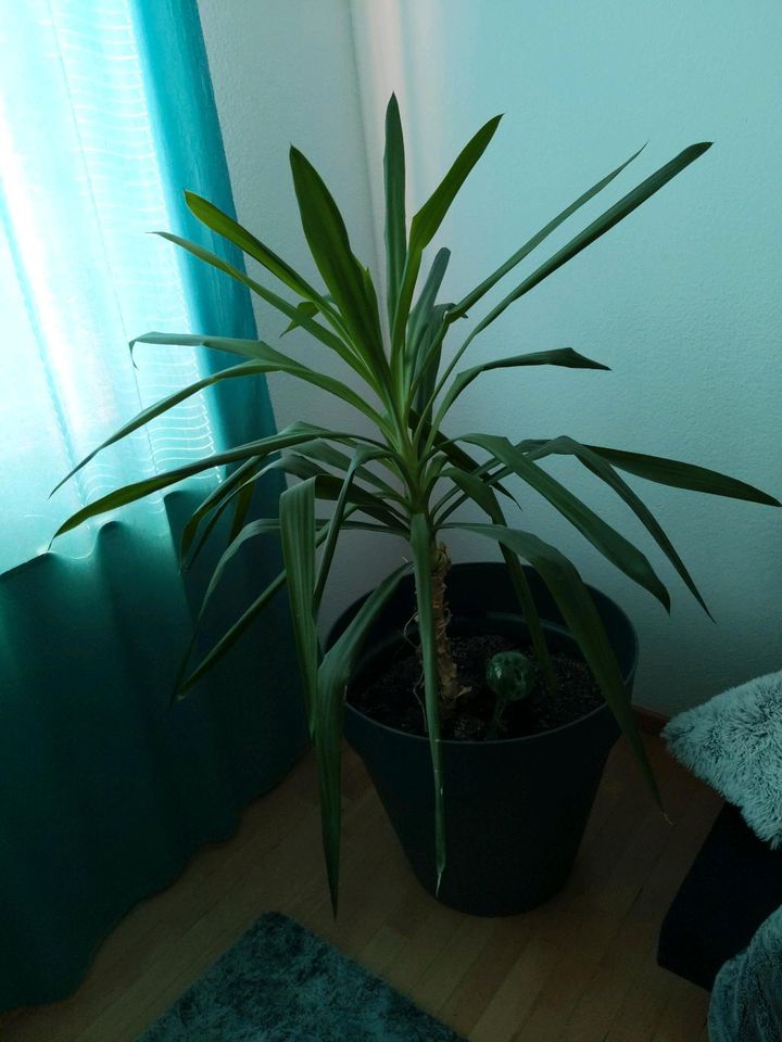 Yucca - Palme ca.1 Meter Hoch in Berlin