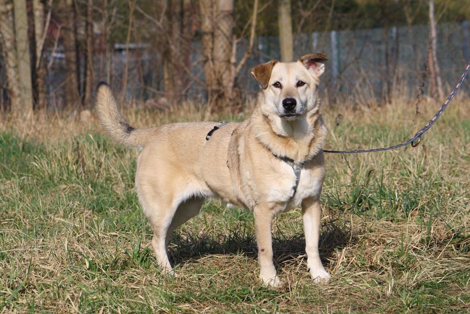 Hundeomi Ambra wünscht sich ein behütetes Zuhause in Wittstock/Dosse