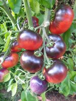 ☆ Tomatenpflanzen Tomaten Rote Zebra,  Schokotomate,  Tricolor Niedersachsen - Walkenried Vorschau