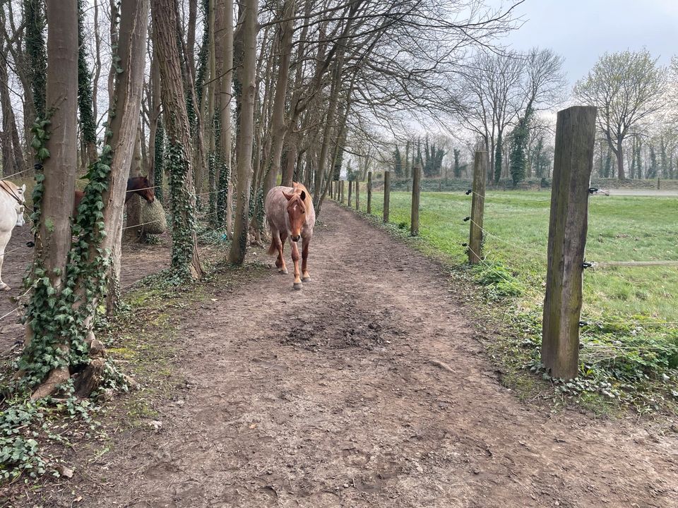 Offenstall Paddocktrail Aktivstall Wallach Trail Wallachherde in Eichwalde