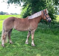 Bildhübsche (15 jährige) Haflinger Freizeit Stute zum Verkauf Niedersachsen - Messingen Vorschau