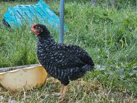 Olivleger Hahn (Araucana x Marans) Brandenburg - Gramzow Vorschau