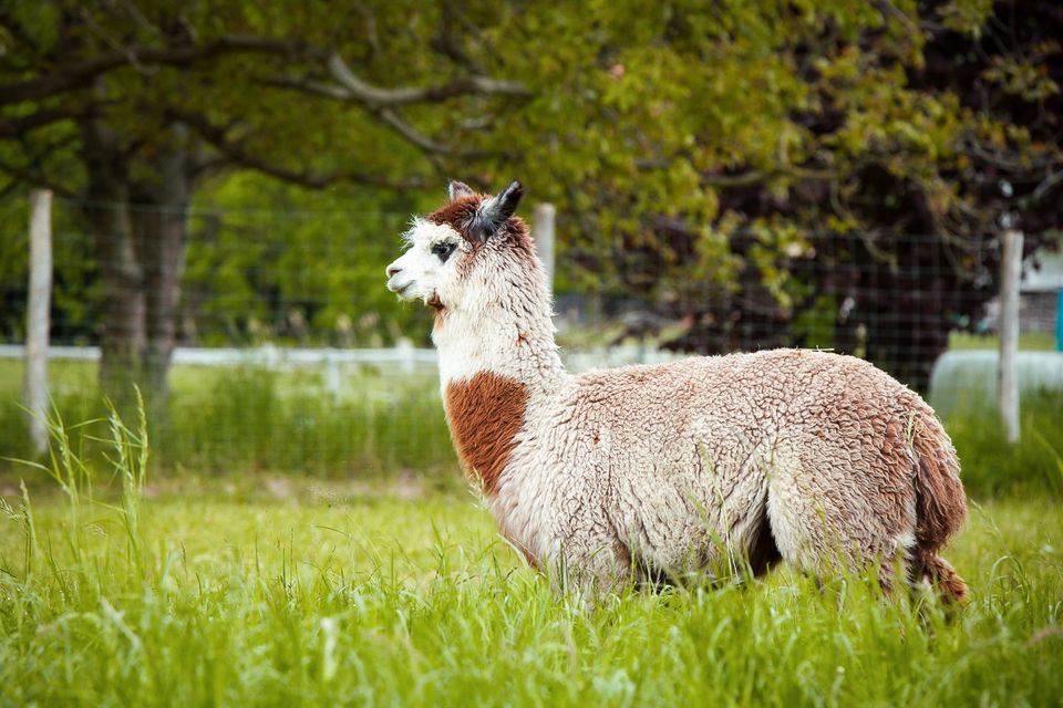 Alpaka Hengst rosegrey in Bovenden